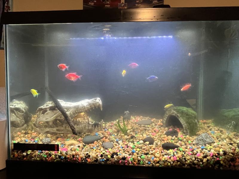 Tetra Glass Aquarium Kit, 20 Gallon | Meijer