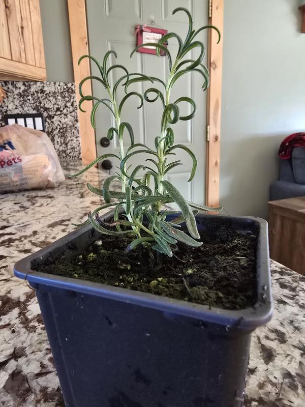 True Goodness Organic Potted Rosemary 4
