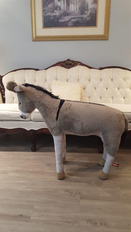 Donkey without hocks, lol