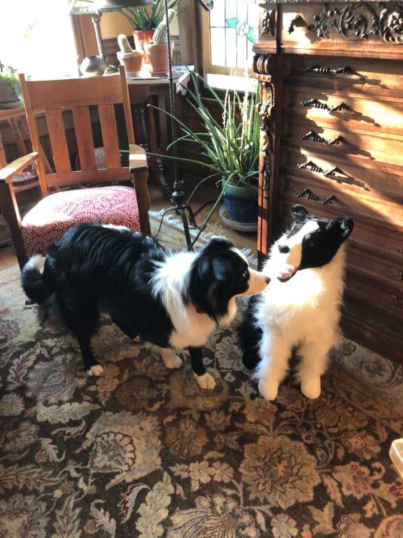 Double your dog, double your fun!