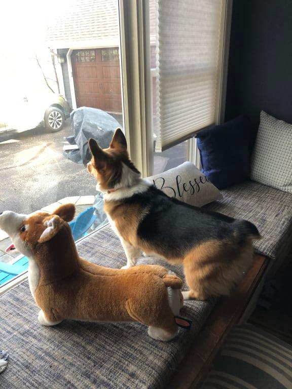 Photo from Rilee the Corgi