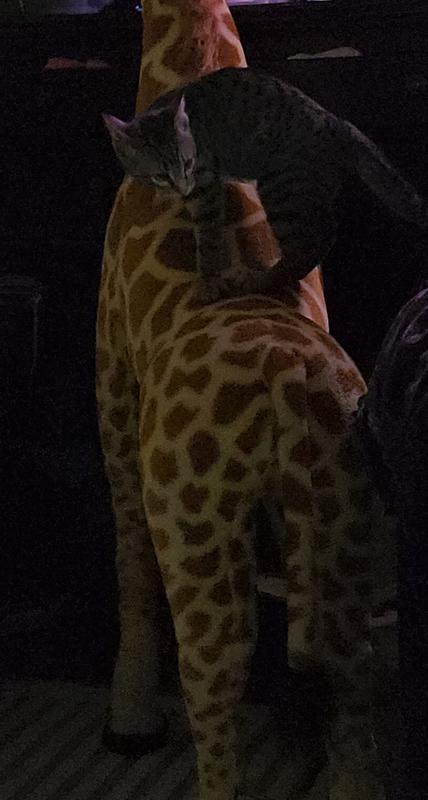 The kitten finding a use for the giraffe.