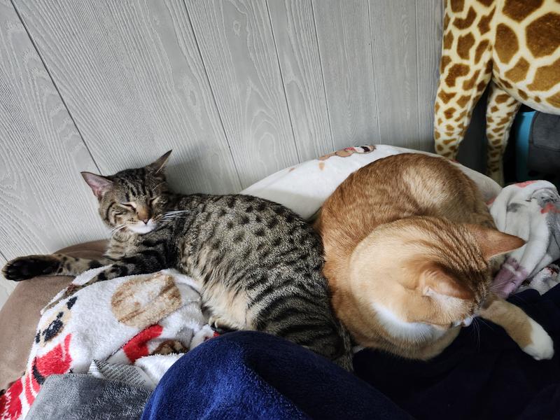 My cats! And the giraffe. Lurking.