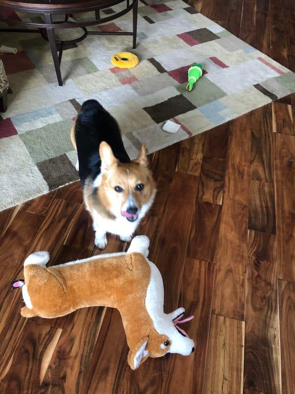 Photo from Rilee the Corgi