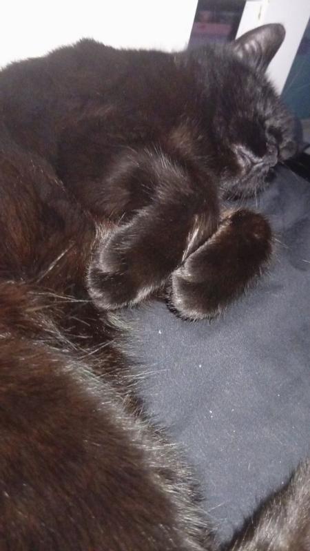 Photo - commentaire&nbsp;1.