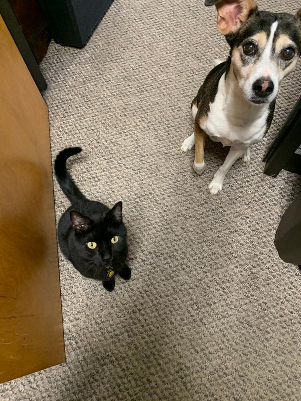 my dog ate a whole bag of cat treats