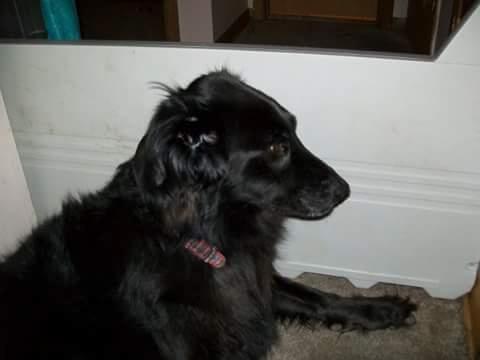 Not Garfield But it's Hershey pased on