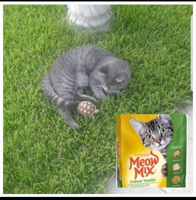 Meow mix indoor health reviews best sale