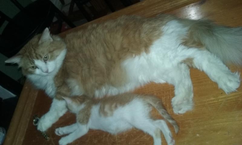 Photo - commentaire&nbsp;3.