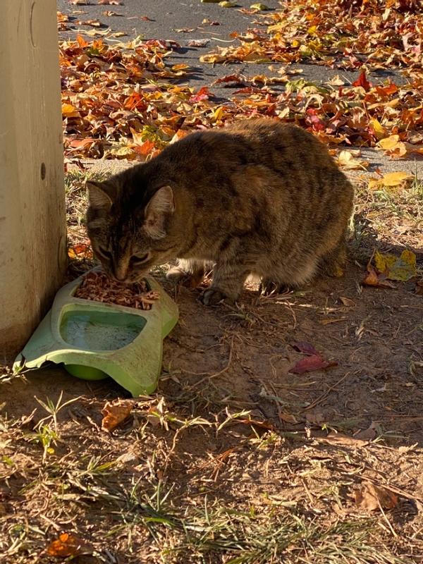 Meow Mix Tenders in Sauce Wet Meijer