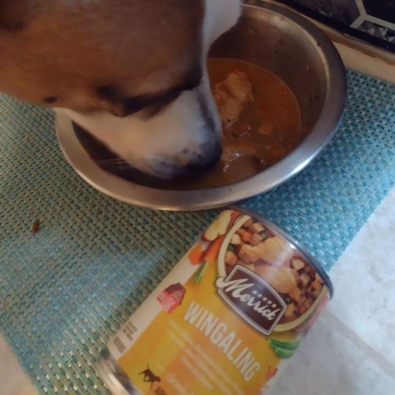 Wingaling dog outlet food