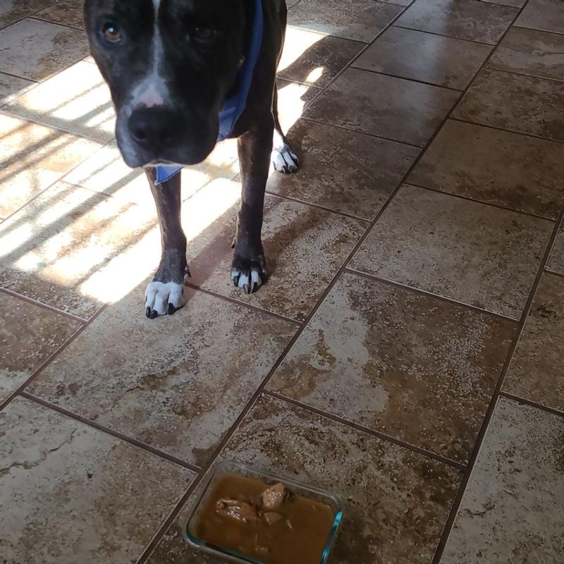 Why Do Dogs Lick Grout
