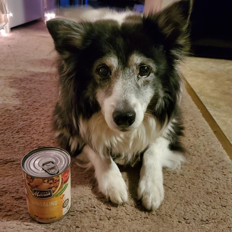 Merrick wingaling canned dog food sale