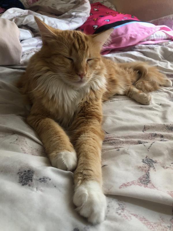 Our big lion