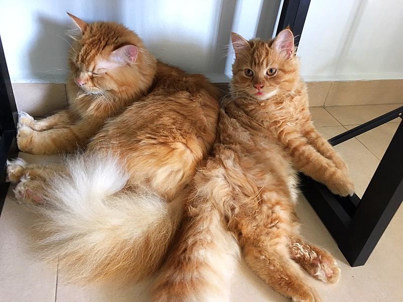 Richard Parker and Pi