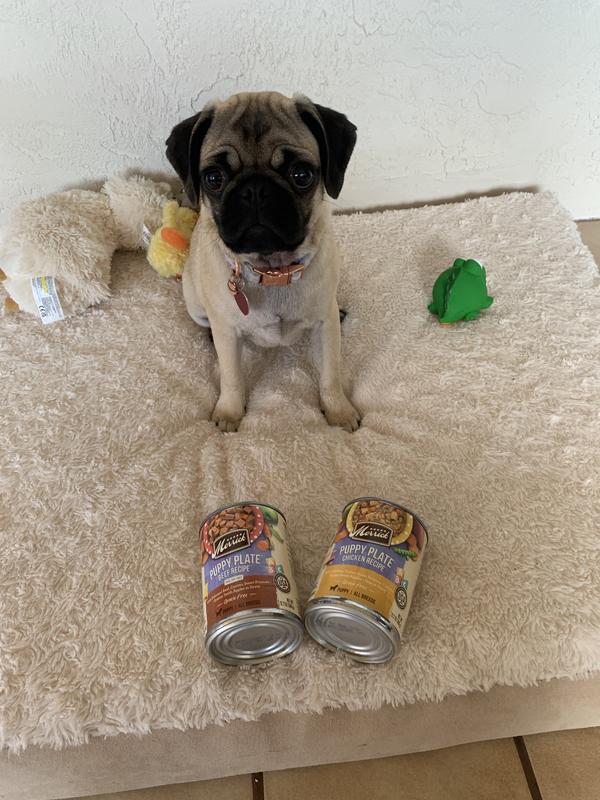 Dog Reviews Food With Baby Puppy