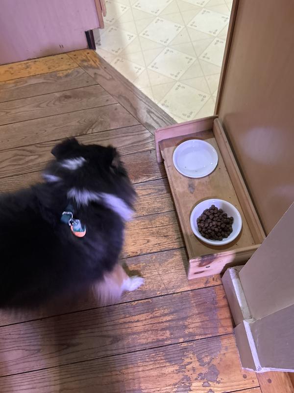 Bandit walking away from his dinner☹️