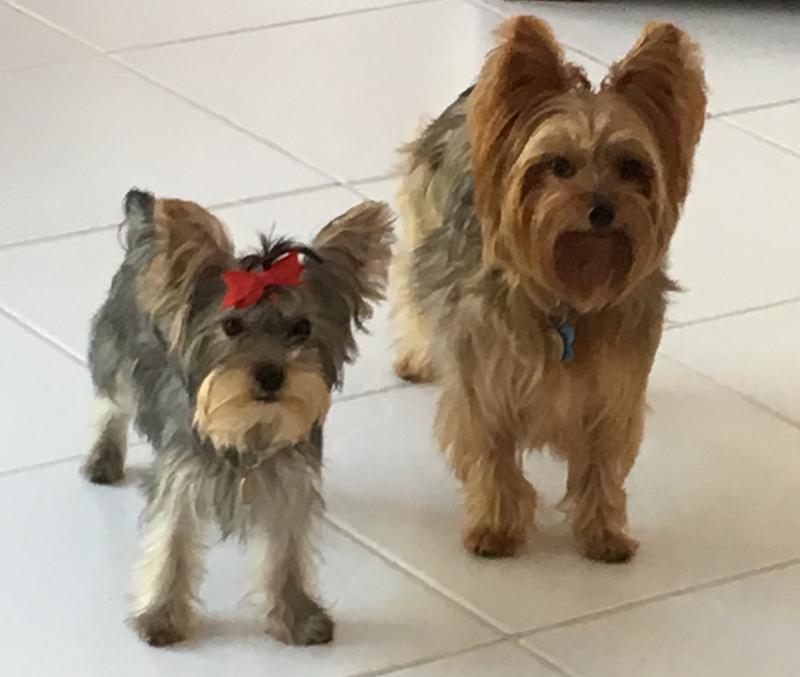 Rescued yorkies living the good life!