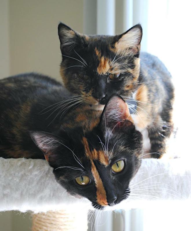 Coraline top, Tabitha bottom