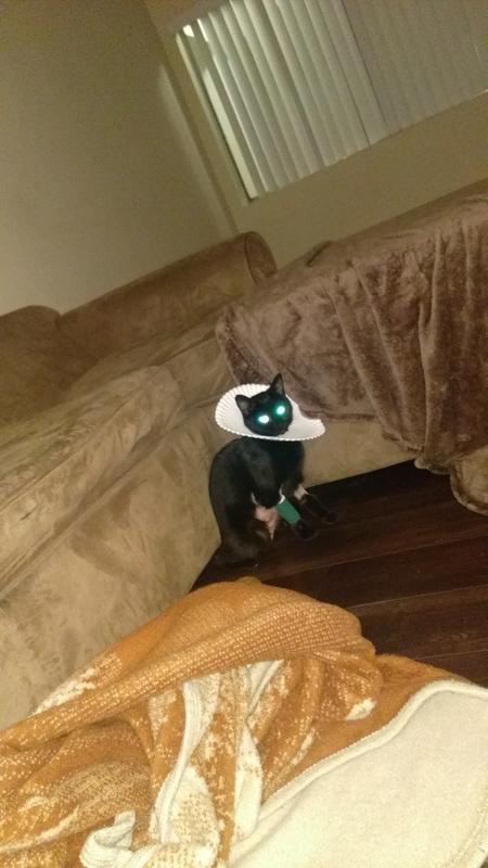 Day she was spayed with her makeshift ecoller