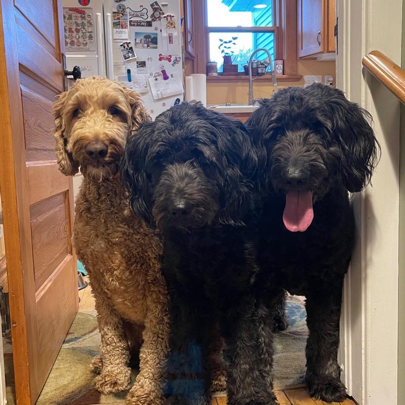 Labradoodle Aggressive Biting