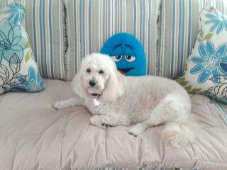 Meet Izzy my Golden doodle!