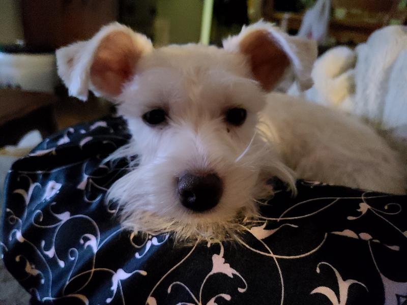 All white thanks to my Merricks puppy food