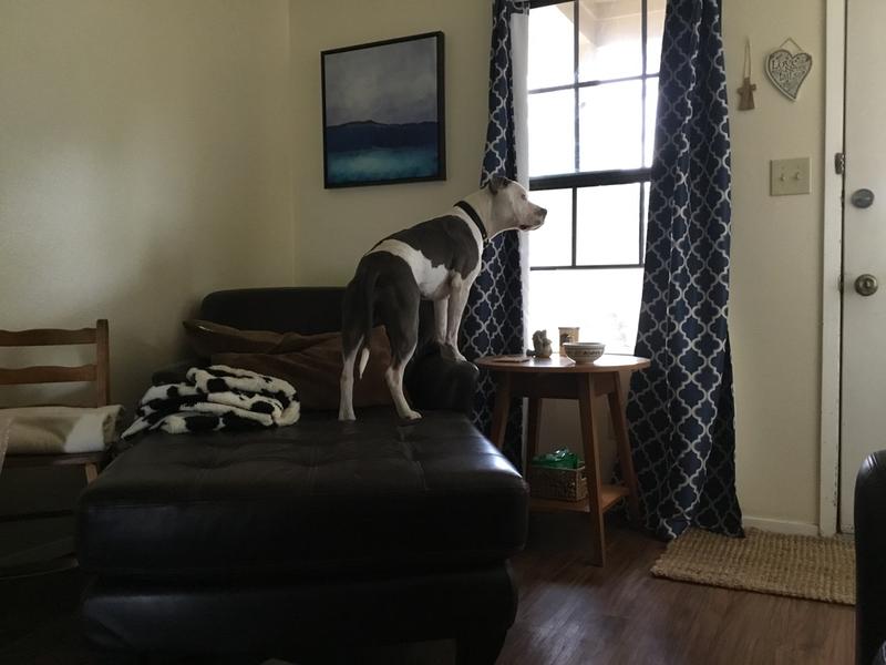 Waiting for my Merrick delivery!