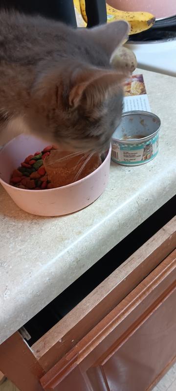 Baby ate store wet cat food