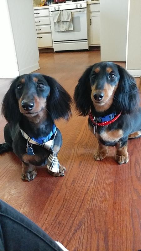 Perfect food for miniature breeds