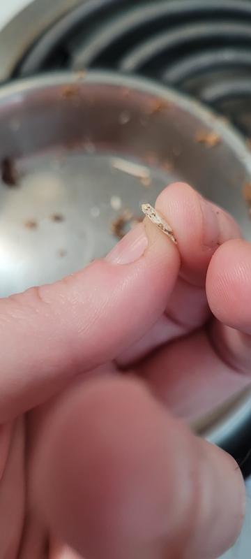 Bone pieces left over from tuna pate