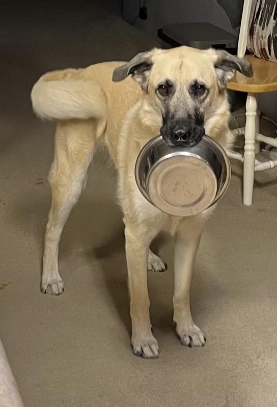 Mom --- MY BOWL IS EMPTY ALREADY !!!
