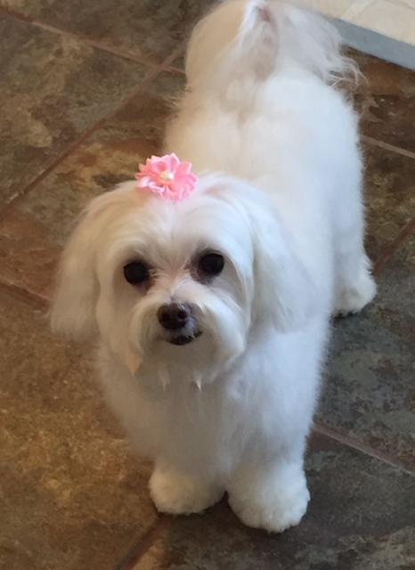 My sweet Lily at 11 years old