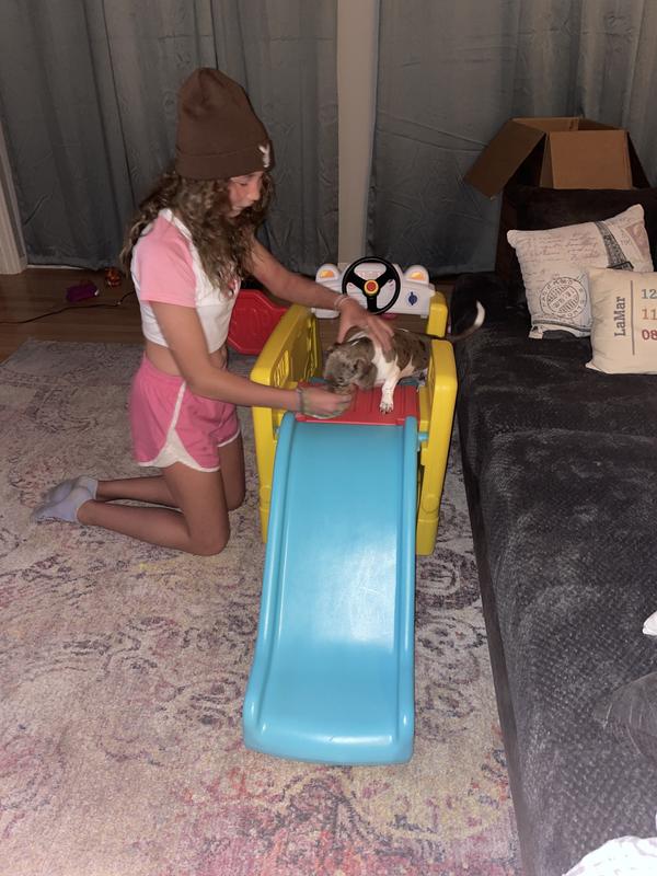 One of our dogs on the slide