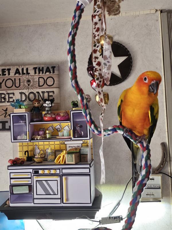 Even my bird loves mini verses kitchen!