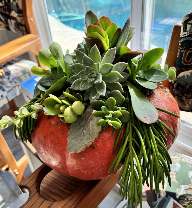 Forest Green Preserved Moss by Ashland® | Michaels