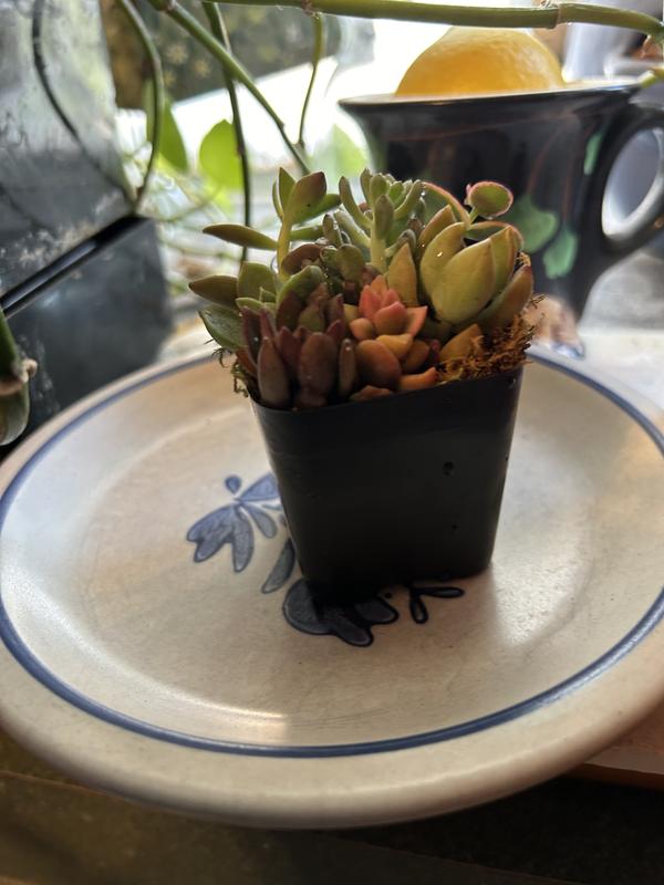 Surfside Succulents | Storefront | Michaels