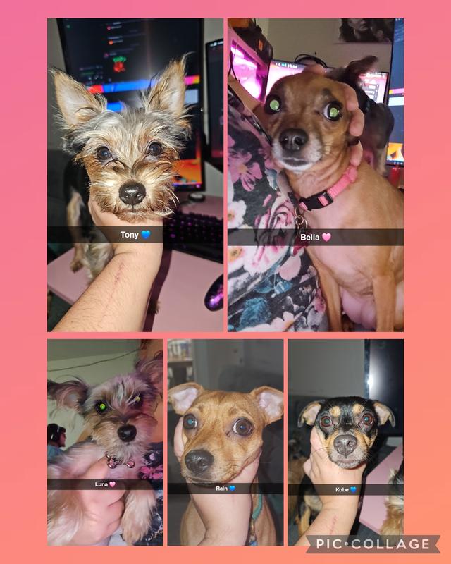My dogs