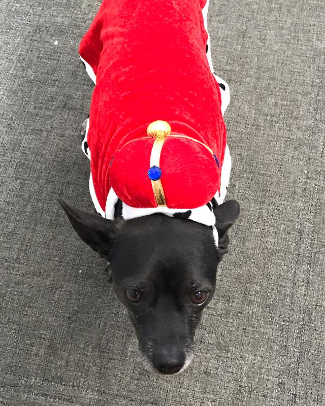 Platanos Minute Loves His Milkbone Biscuits