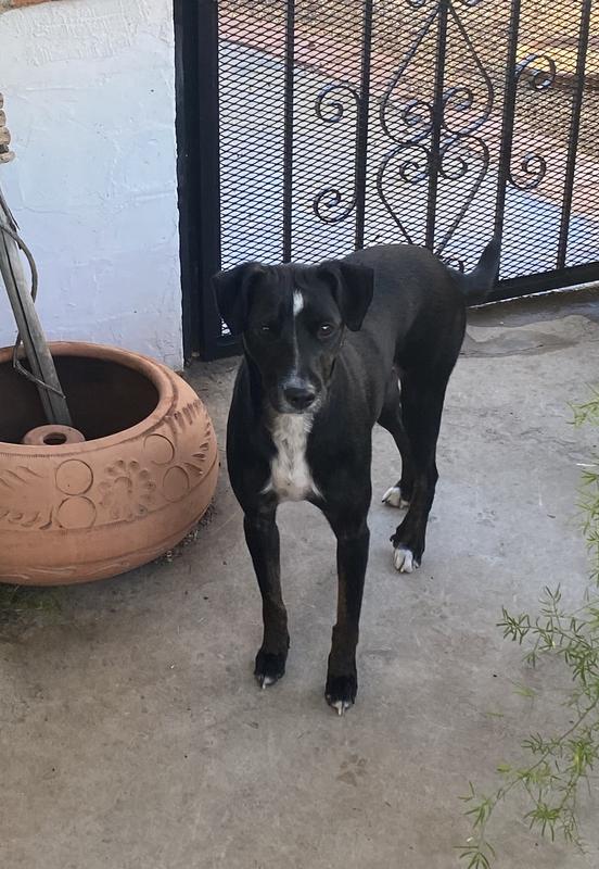 my 4 dogs that want the old formula Milkbone not this new one.