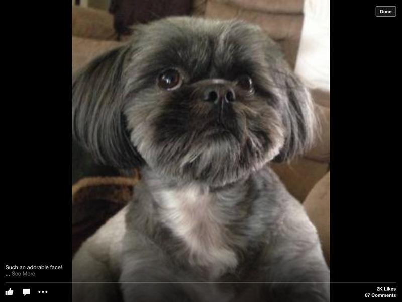 My rescue dog : Rhett Butler ..Hayesville NC