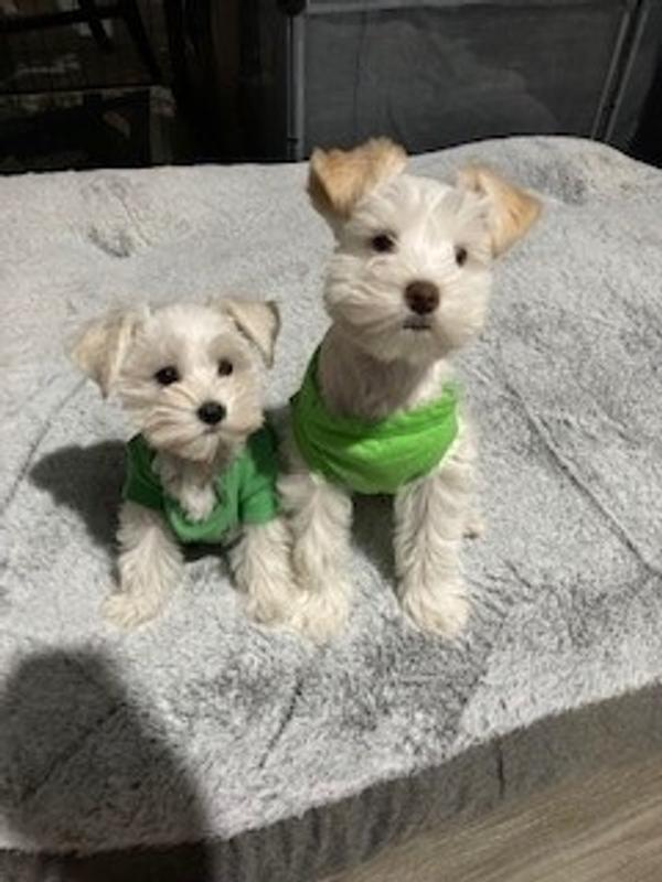 Come on give me my milk bone, what are waiting for I am sitting :)