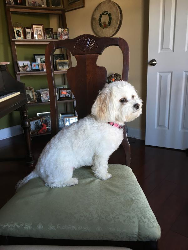 milk bone brushing chews nutrition facts