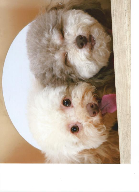 milk bone treat tumbler