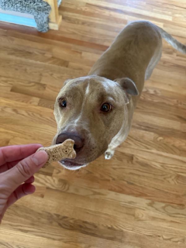 Milk-Bone Vanilla Yogurt Dipped Dog Biscuits 12 oz