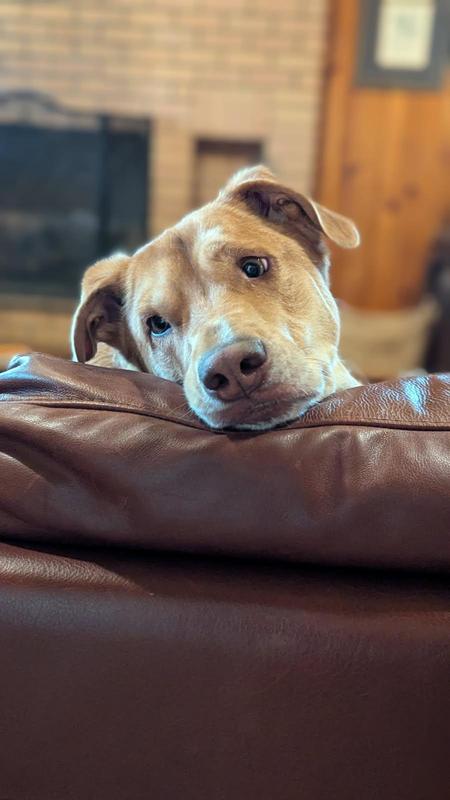Big guy!!Prefers smaller milkbones