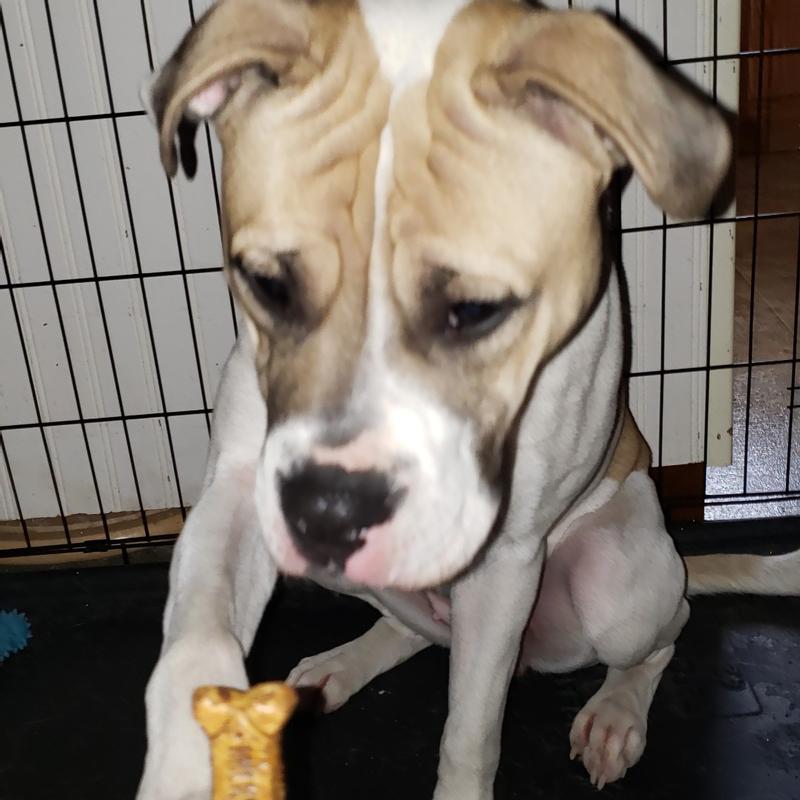 milk bone ingredient list