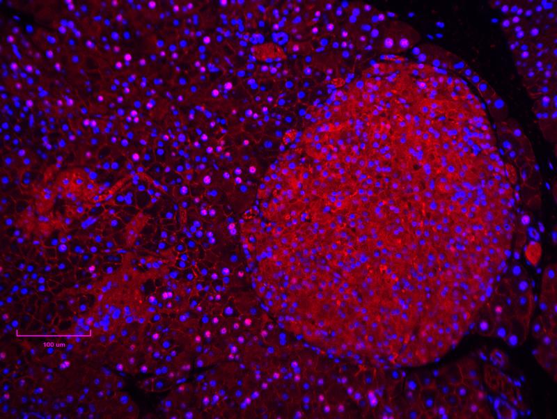 Merged with DAPI (BLUE), MAFB (RED)
