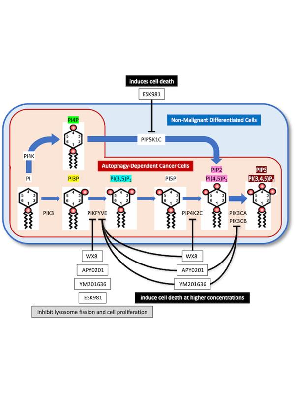 Figure 1. Autophagy-dependent cancer cells are deficient in PIP5K1C and therefore must rely on the PIKFYVE-dependent minor pathway for biosynthesis of PI(3,5)P2 and PIP2/PI(4,5)P2, two phosphoinositides that are essential for lysosome homeostasis and auto