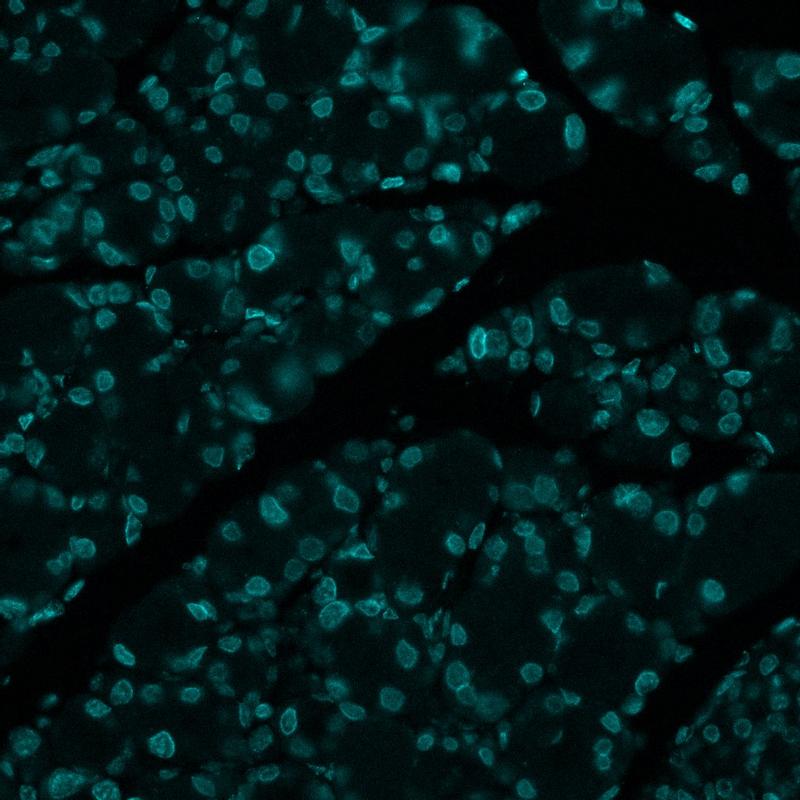 LaminA stain in whole mouse pancreatic tissue